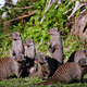 Illustration for article titled The Law That Forces Mongooses to Give Birth on the Same Day... Or Else